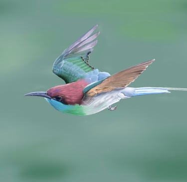 Blue Throated Bee Eater In flight
