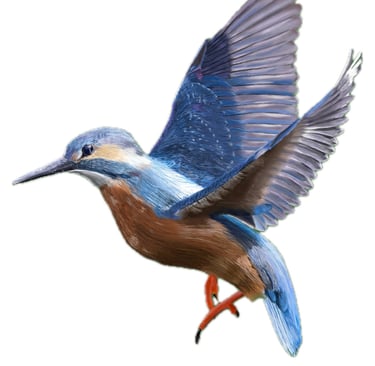 Common Kingfisher