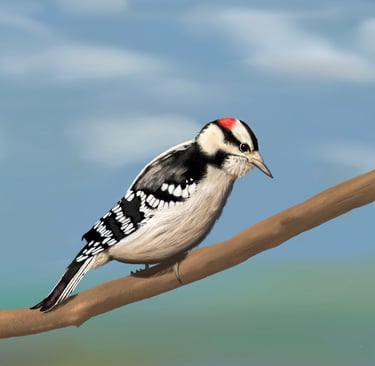 Downy Woodpecker perched on a branch 