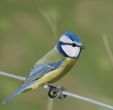 Eurasian Blue Tit perched on a wire
