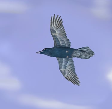 Crow in Flight