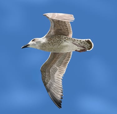 Juvenile Herring Gull