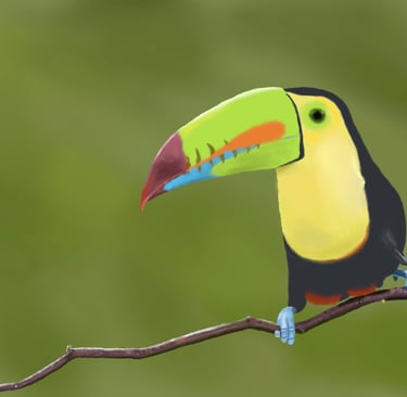 Keel Billed Toucan