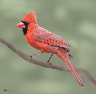 Northern Cardinal