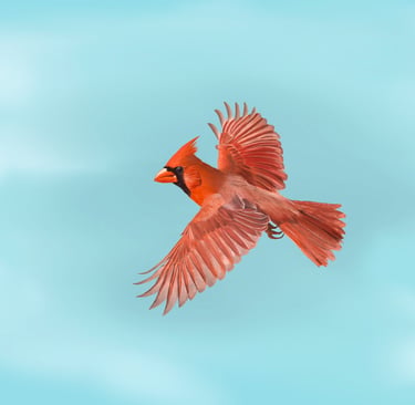 Northern Cardinal flying aganst a light sky background