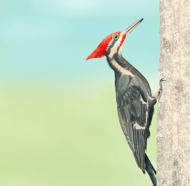 Pileated Woodpecker about to peck at a tree