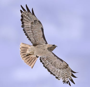 Red Tailed Hawk in flight
