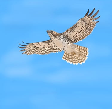 Red Tailed Hawk in Flight