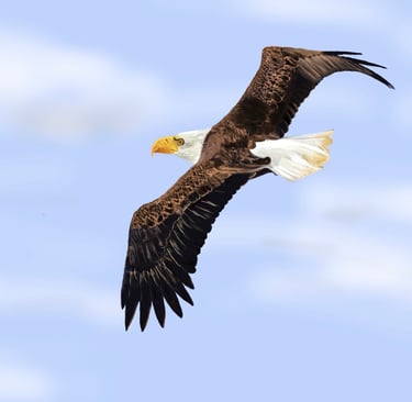 Soaring Eagle
