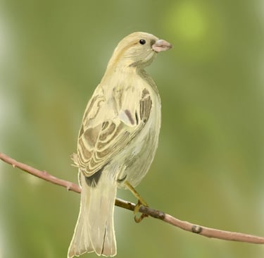 Ghost Bird on a Branch