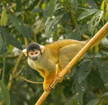 Tambopata Amazon Expedition 4D/3N