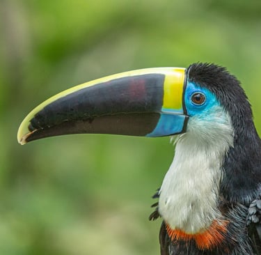 Tambopata Amazon Expedition 4D/3N