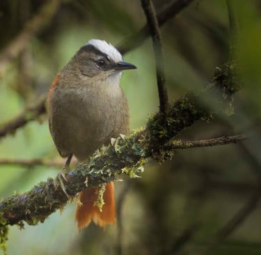 Vilcabamba Birding Tour with Machu Picchu Extension