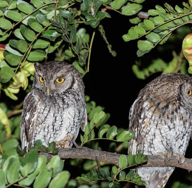 Best Restaurants in Cusco for 2026