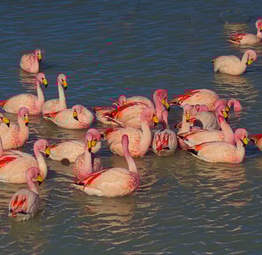 Uyuni Salt Flats & Colored Lagoons 5-Day 4×4 Expedition | Bolivia