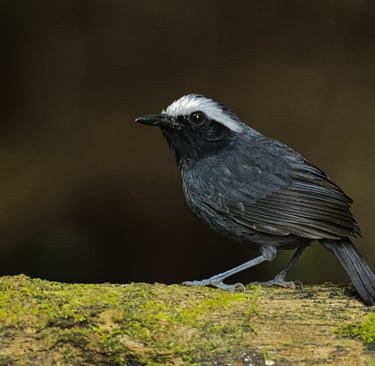 Birdwatching in Manu National Park