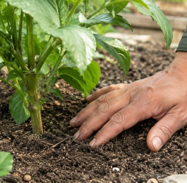 Hand checking soil moisture near a garden plant