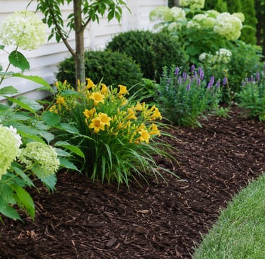 Mulched flower bed with healthy summer plants