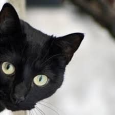 black cat superstition