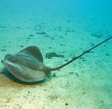 Stingray