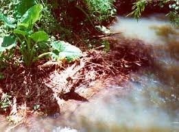 white lady in the jungle