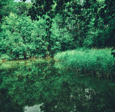 Lush green forest trees and tall reeds reflecting in the calm surface of a woodland pond.