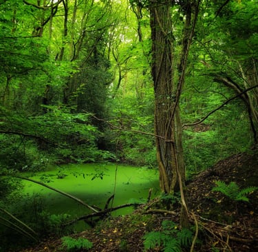 Lush green forest with a mystical mossy pond surrounded by dense trees and ferns.