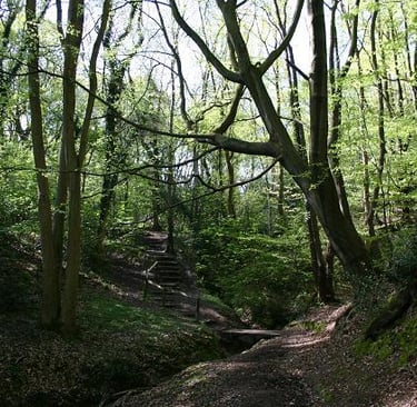 A scenic dirt hiking trail through a lush green deciduous forest with tall trees and wooden stairs.