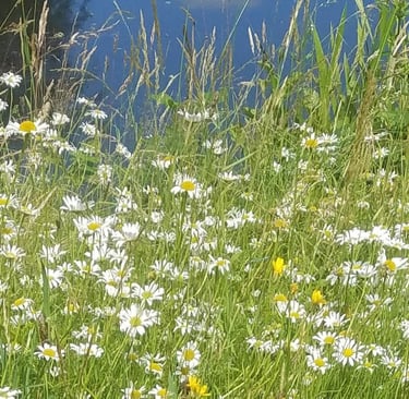 Wiese mit hohem Gras und vielen weißen Blüten vor blauem Himmel
