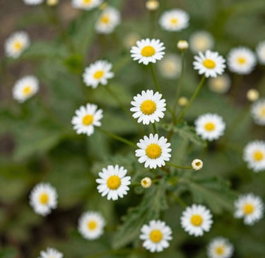 Bright living room with modern inventory