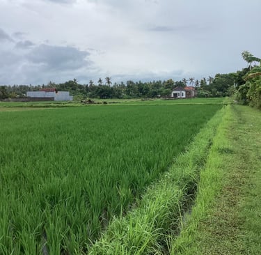 Di sewakan lahan tanah kosong view sawah  punya saya sendiri  di jalan nyuh sanghyang lovina bulelen