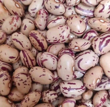 Frijol Cargamanto Blanco cremoso con vetas rojas producto agrícola del Tolima