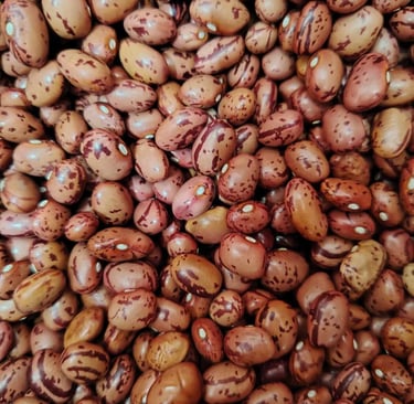 Frijol variedad Andino grano ovalado y suave cosechado en montañas del Tolima