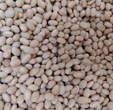 Frijol variedad Blanquillo o Cabecita Negra grano pequeño y blanco crema