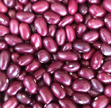 Frijol variedad Radical grano vigoroso y de sabor intenso agricultura local