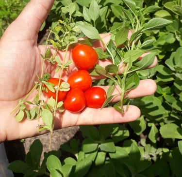 produção de manjericão, orégano, e tomate cereja do sitio: foto de melkzedek gomes