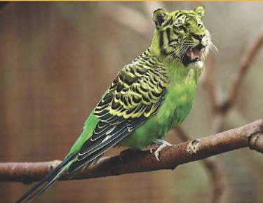 Certification Adobe Illustrator