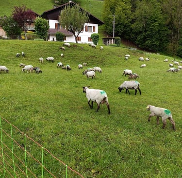 Les moutons de Saint Julien Mont Denis - Camping-car