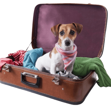 A cute Jack Russell Terrier getting ready to vacation at Country Time Pet Retreat