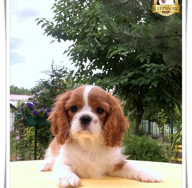 Little female puppy Cavalier King Charles Spaniel in Sleepysong Kennel