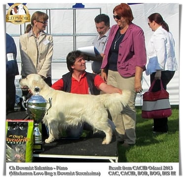 Dragan Stetin Dog Show Winner Golden Retriever Dewmist dog
