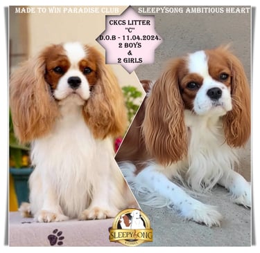 Sleepysong Kennel Litter ''C'' announcement poster for Cavalier King Charles Spaniel
