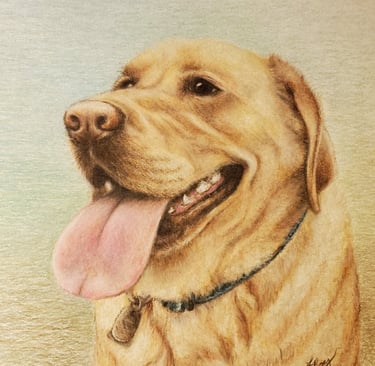 Yellow Lab, colored pencil on 11x14 paper, Laura Roy artist, 2019