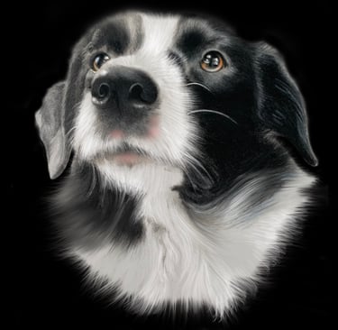 border collie, pencil art, pet portrait, working dogs