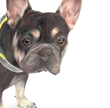 French bulldog, memorial, pencil portrait, pet art