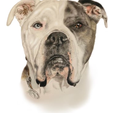 large dog, dog portrait, Jacob, blue eye, bull breeds pencil portrait