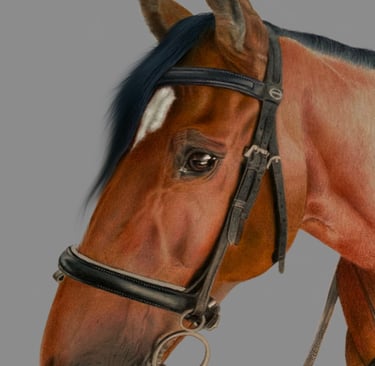 horse, show, tack, show tack, equestrian art horse portrait, 