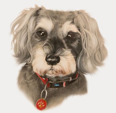 portrait art pet portrait schnauzer beautiful puppy