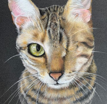 Rescue cat one eye TNR pet portrait beautiful kitten tabby bengal
