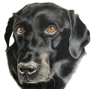black lab Labrador dog pet portrait sad eyes beautiful dog